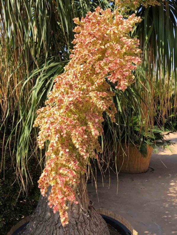 Floraison du Beaucarnea recurvata, pépinière Plante Faro, Giarre, voyage en Sicile avec l'AJJH, Sicile, Italie