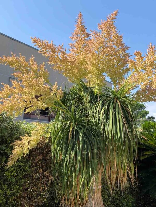 Floraison du Beaucarnea recurvata, pépinière Plante Faro, Giarre, voyage en Sicile avec l'AJJH, Sicile, Italie