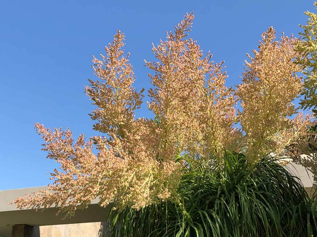 Floraison du Beaucarnea recurvata, voyage en Sicile avec l'AJJH, Sicile, Italie