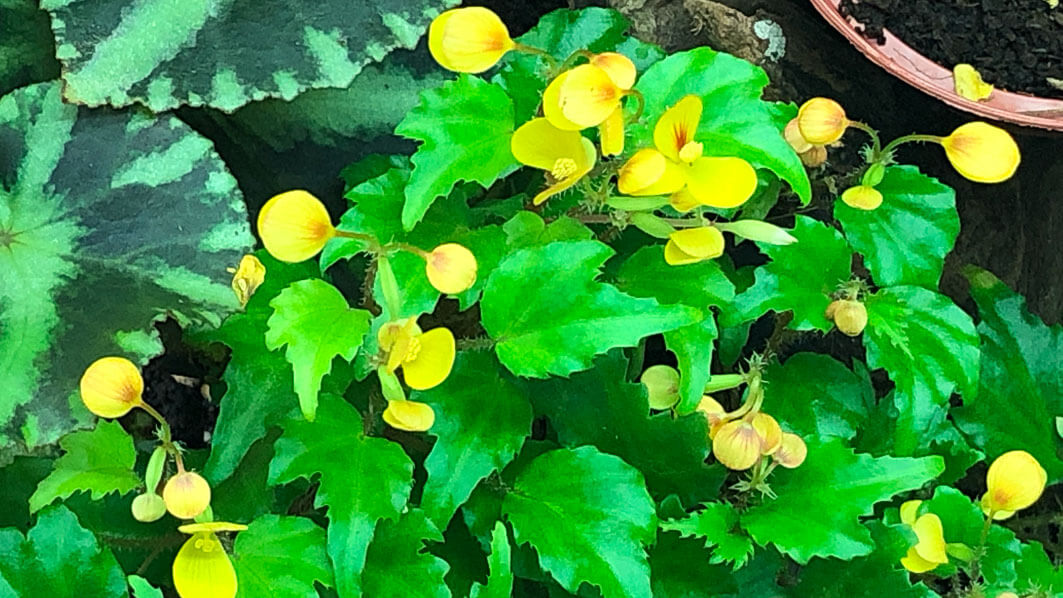 Begonia prismatocarpa, terrarium, plante d'intérieur, Paris 19e (75)