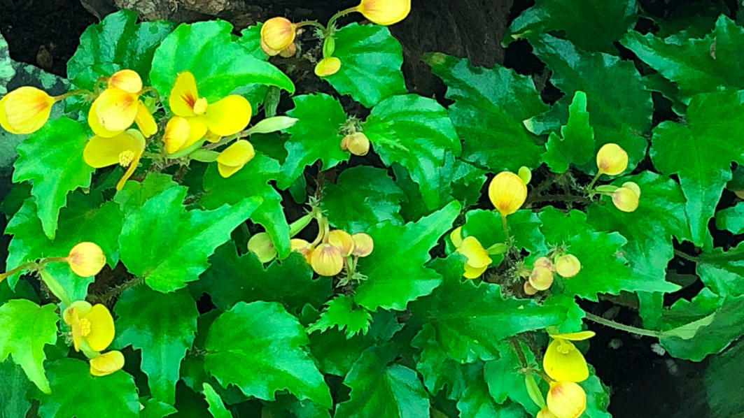 Begonia prismatocarpa, terrarium, plante d'intérieur, Paris 19e (75)