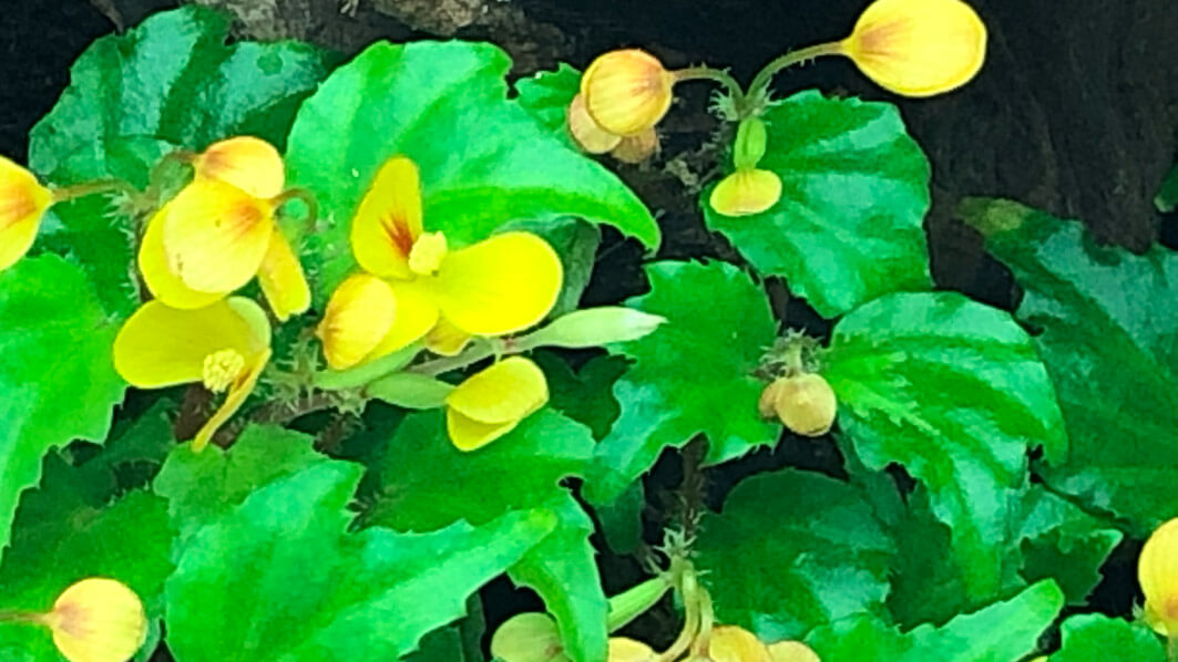Lire la suite à propos de l’article Begonia prismatocarpa aux fleurs jaune d’or