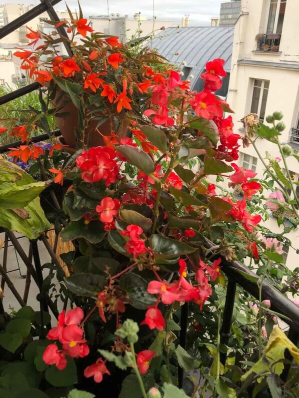 Potées de bégonias en fin d'été sur mon balcon parisien, Paris 19e (75)