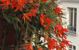 Begonia x tuberhybrida en en début d'automne sur mon balcon parisien, Paris 19e (75)