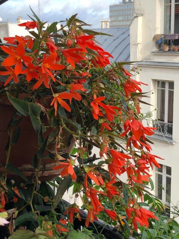 Begonia x tuberhybrida en en début d'automne sur mon balcon parisien, Paris 19e (75)