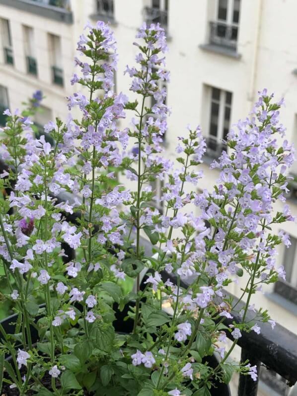 Calamintha nepeta ssp. nepeta 'Triumphator' en début d'automne sur mon balcon parisien, Paris 19e (75)