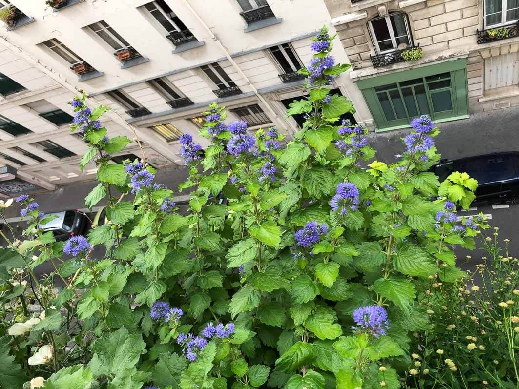 Caryopteris clandonensis 'Good as Gold' en fleur en début d'automne sur mon balcon parisien, Paris 19e (75)