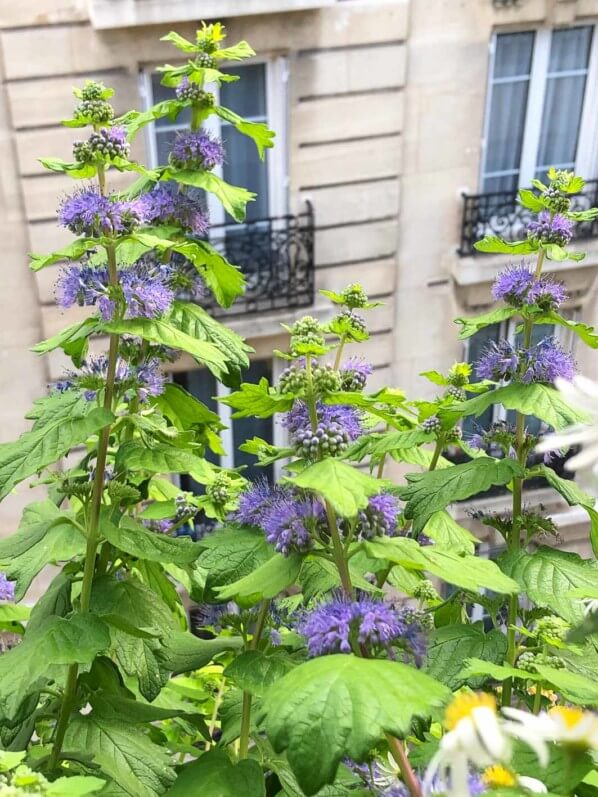 Caryopteris x clandonensis 'Good as Gold' en fin d'été sur mon balcon parisien, Paris 19e (75)