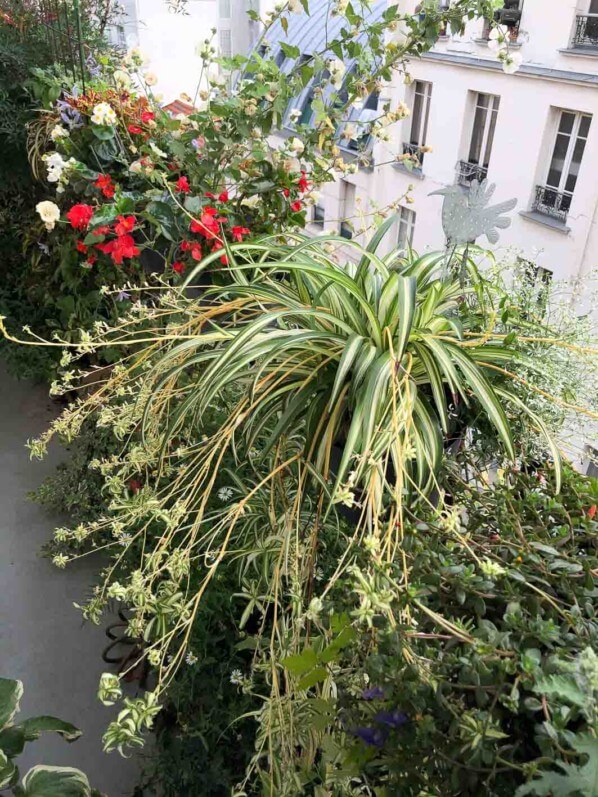 Potées de Chlorophytum et de bégonia en fin d'été sur mon balcon parisien, Paris 19e (75)