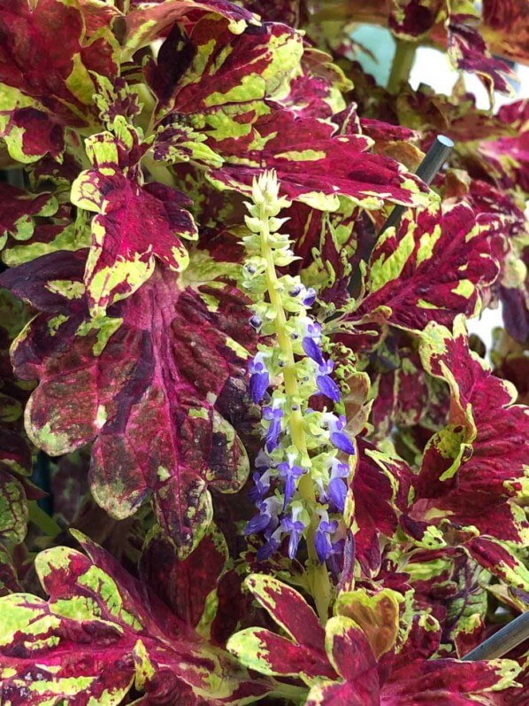 Floraison d'un coléus (Solenostemon) 'Muriel Pedley' en automne sur mon balcon parisien, Paris 19e (75)