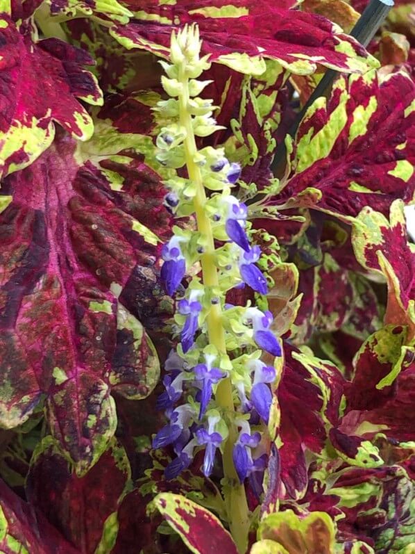 Floraison d'un coléus (Solenostemon) 'Muriel Pedley' en automne sur mon balcon parisien, Paris 19e (75)