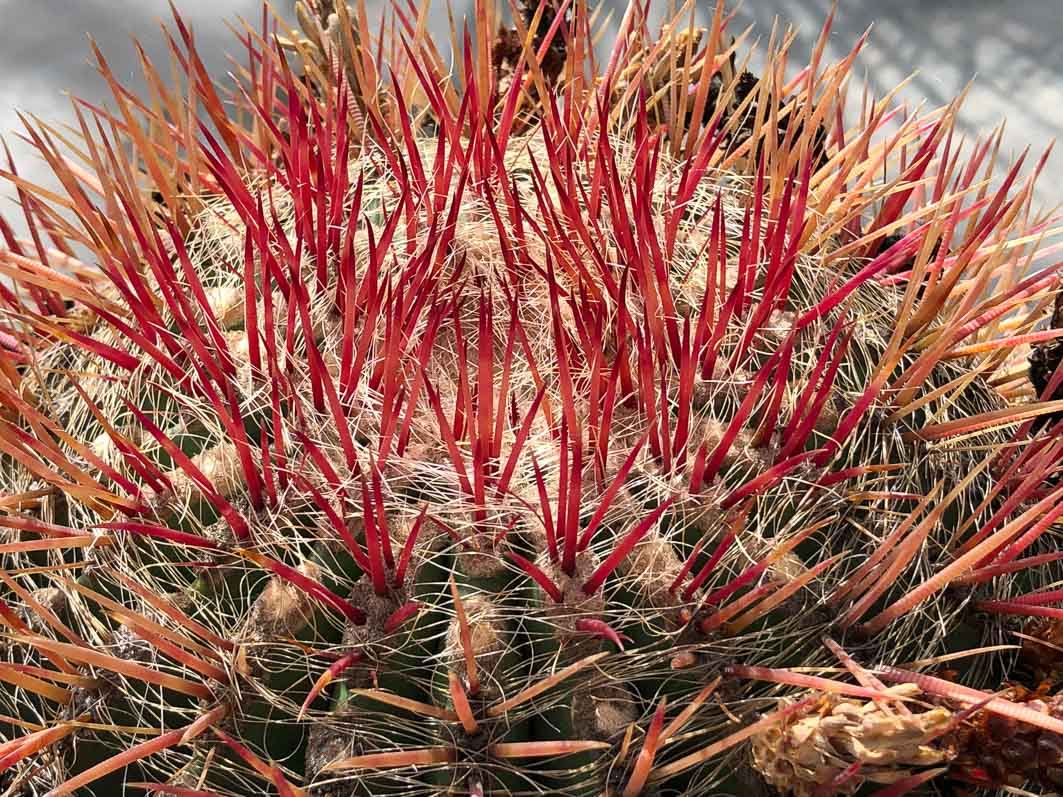 Ferocactus pilosus, Cactacées, Piantefaro, voyage en Sicile avec l'AJJH, Sicile, Italie