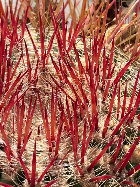 Ferocactus pilosus, Cactacées, Piantefaro, voyage en Sicile avec l'AJJH, Sicile, Italie