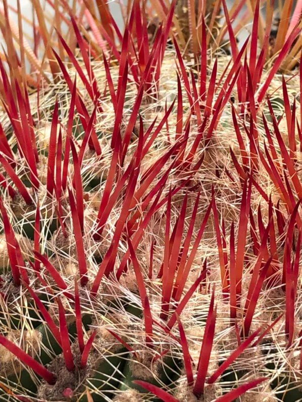 Ferocactus pilosus, Cactacées, Piantefaro, voyage en Sicile avec l'AJJH, Sicile, Italie