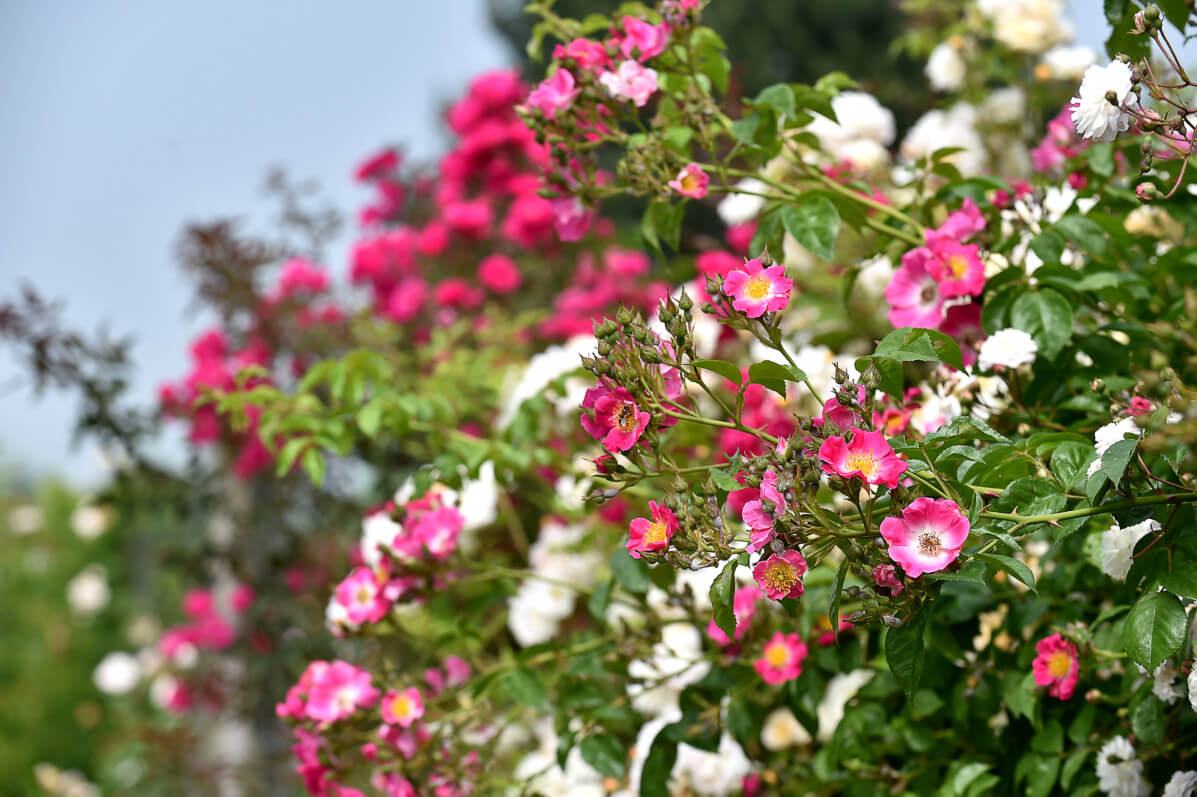Rosiers de la gamme Rosanatura, Verdia