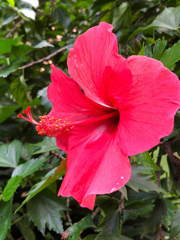 Hibiscus x rosa-sinensis, Malvacées, voyage en Sicile avec l'AJJH, Sicile, Italie