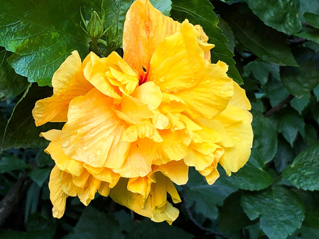 Hibiscus x rosa-sinensis, Malvacées, voyage en Sicile avec l'AJJH, Sicile, Italie