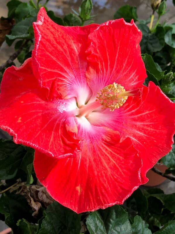 Hibiscus x rosa-sinensis, Malvacées, voyage en Sicile avec l'AJJH, Sicile, Italie