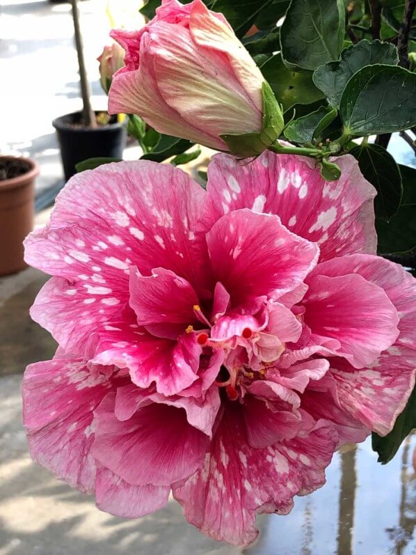 Hibiscus x rosa-sinensis, Malvacées, voyage en Sicile avec l'AJJH, Sicile, Italie