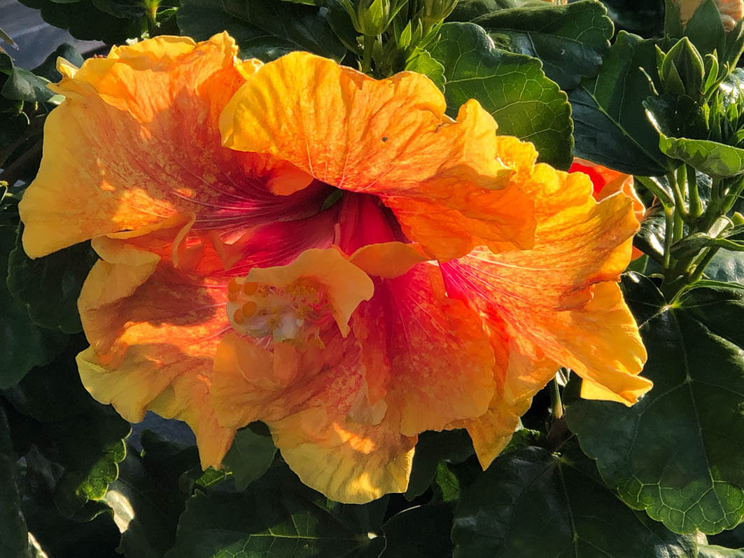 Hibiscus x rosa-sinensis, Malvacées, voyage en Sicile avec l'AJJH, Sicile, Italie