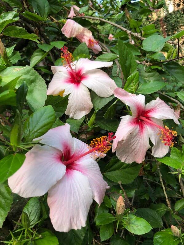 Hibiscus x rosa-sinensis, Malvacées, voyage en Sicile avec l'AJJH, Sicile, Italie, 10 octobre 2019, photo Alain Delavie