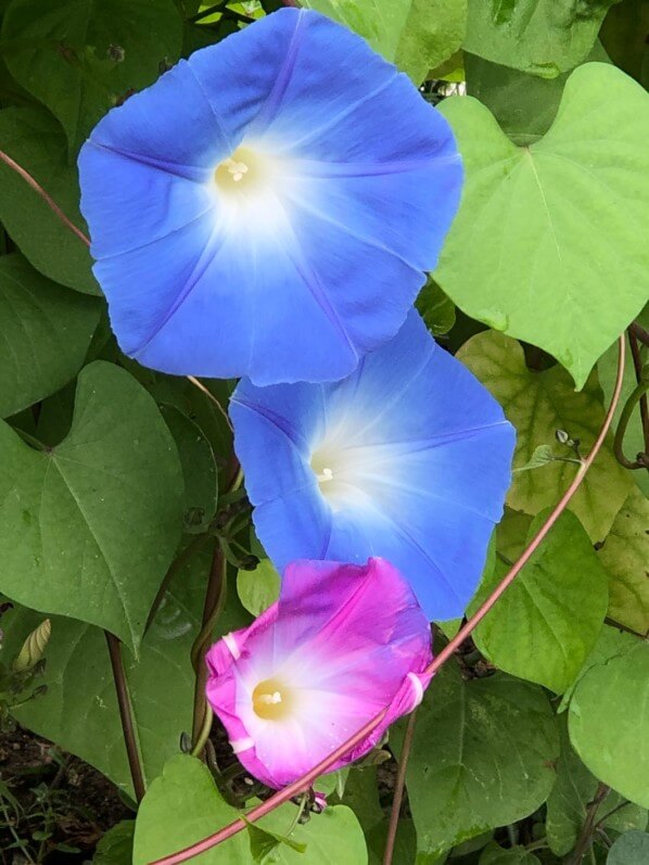 Ipomée 'Heavenly Blue' en début d'automne dans le Jardin des Plantes, Paris 5e (75)