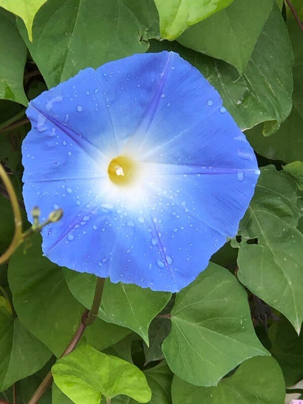 Ipomée 'Heavenly Blue' en début d'automne dans le Jardin des Plantes, Paris 5e (75)