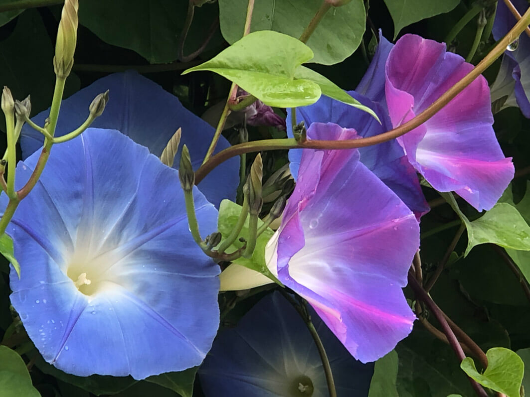 Lire la suite à propos de l’article Un été et un automne en bleu avec l’ipomée ‘Heavenly Blue’