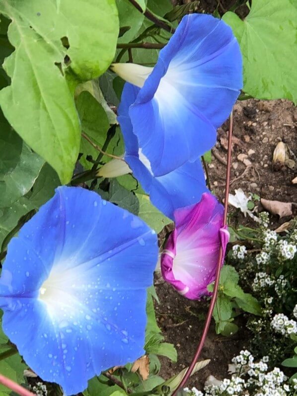 Ipomée 'Heavenly Blue' en début d'automne dans le Jardin des Plantes, Paris 5e (75)