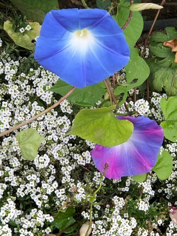 Ipomée 'Heavenly Blue' en début d'automne dans le Jardin des Plantes, Paris 5e (75)