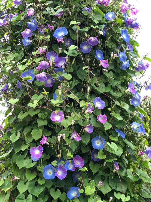 Ipomée 'Heavenly Blue' en début d'automne dans le Jardin des Plantes, Paris 5e (75)