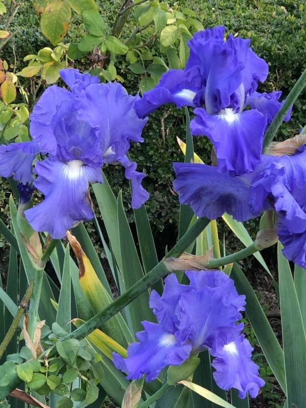 Iris bleu en automne dans le Jardin des Tuileries, Domaine du Louvre, Paris 1er (75)