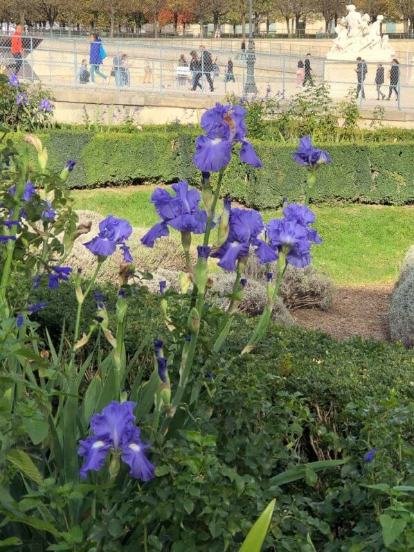 Iris bleu en automne dans le Jardin des Tuileries, Domaine du Louvre, Paris 1er (75)