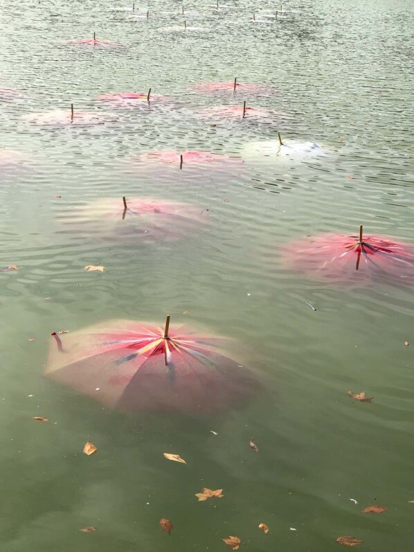 Nymphéas Post déluge II, 2019, Noël Dolla, parapluies, FIAC hors les murs, Domaine national du Louvre et des Tuileries, Paris 1er (75)