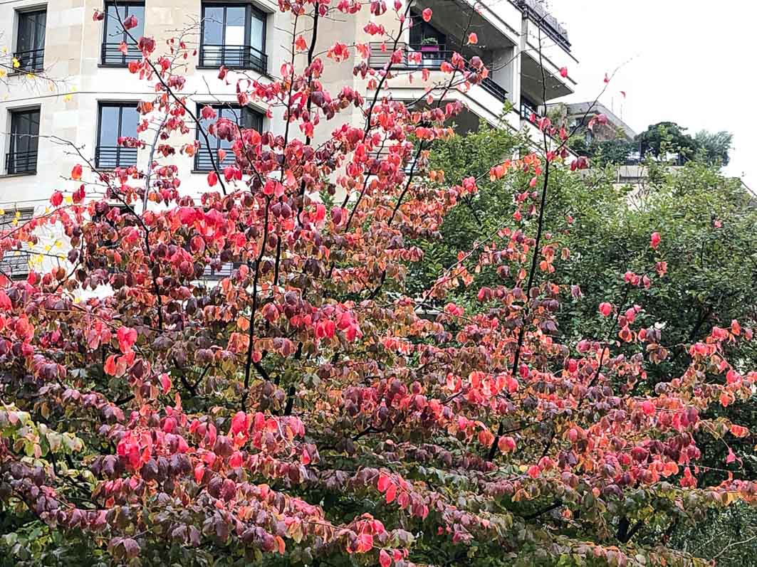 Arbre de fer, Parrotia persica, en automne dans le parc de Passy, Paris 16e (75)