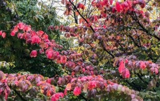 Arbre de fer, Parrotia persica, en automne dans le parc de Passy, Paris 16e (75)