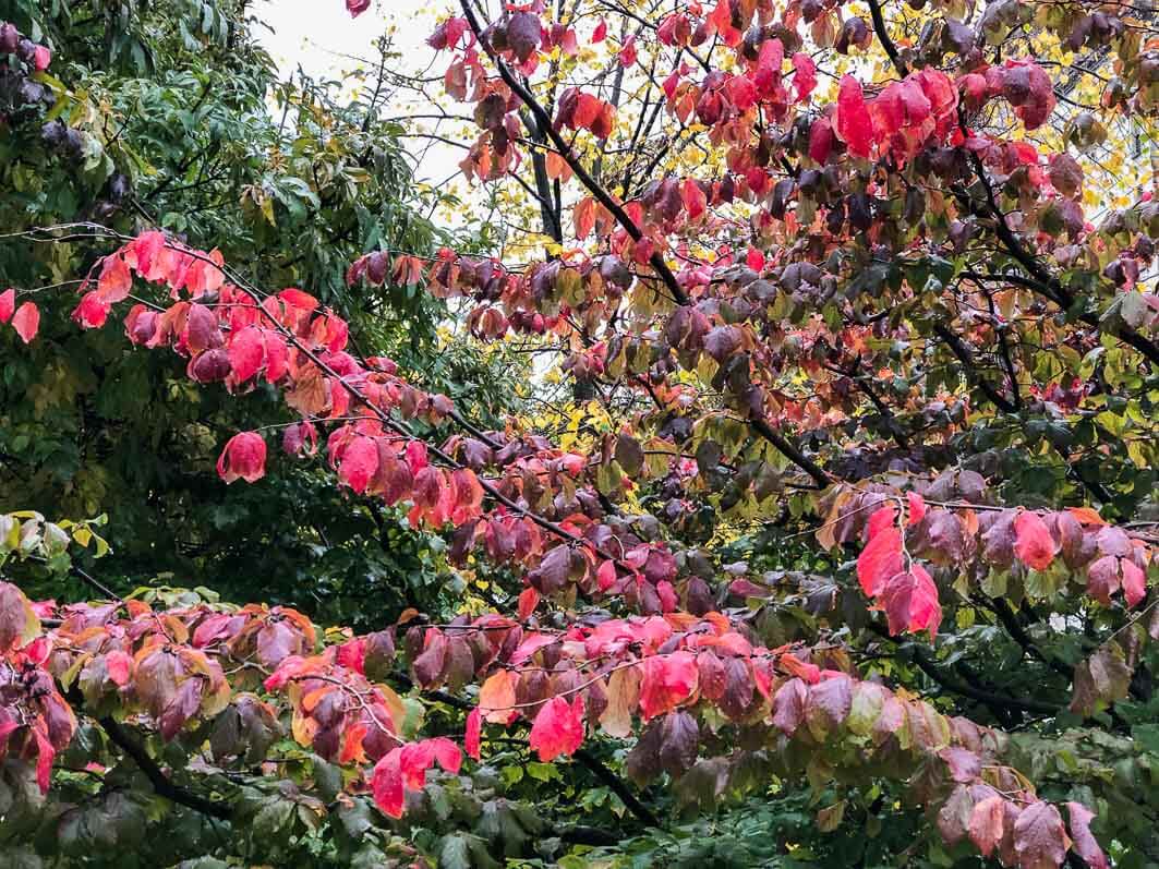 Lire la suite à propos de l’article Les belles couleurs d’automne de l’arbre perroquet (Parrotia persica)