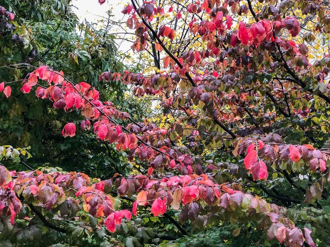 Arbre de fer, Parrotia persica, en automne dans le parc de Passy, Paris 16e (75)