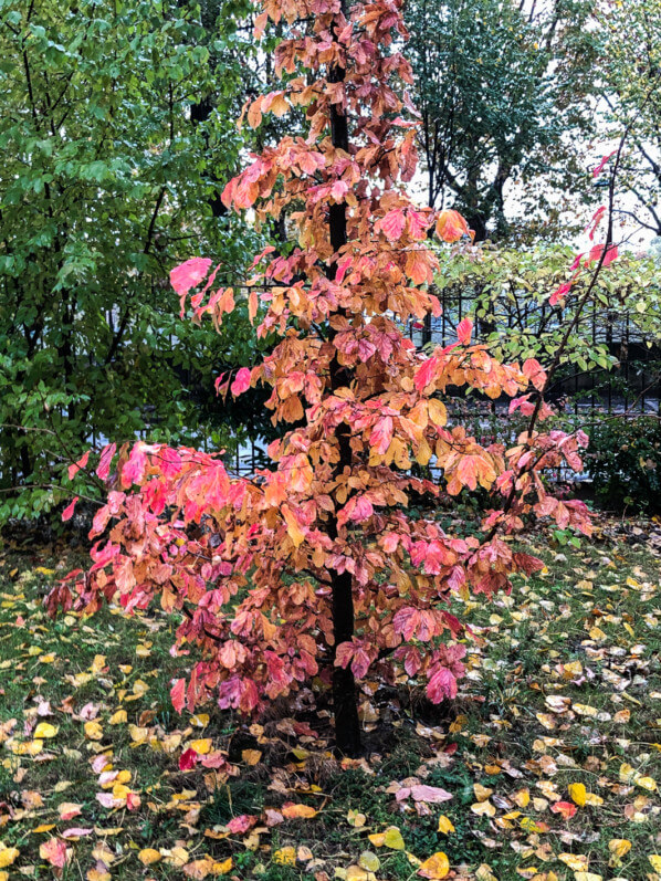 Arbre de fer, Parrotia persica, en automne dans le parc de Passy, Paris 16e (75)