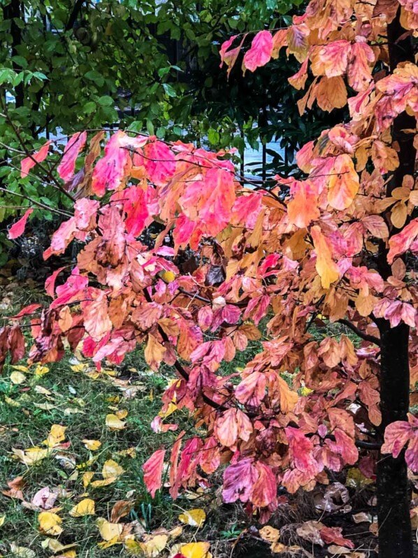 Arbre de fer, Parrotia persica, en automne dans le parc de Passy, Paris 16e (75)