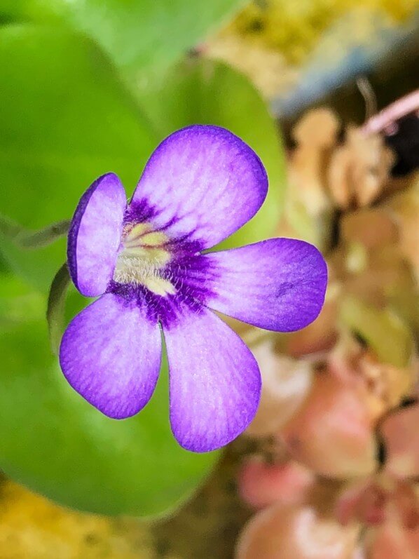 Pinguicula 'Tina', plante carnivore, plante d'intérieur, Paris 19e (75)