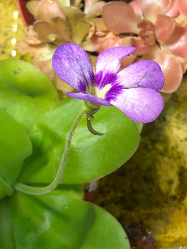 Pinguicula 'Tina', plante carnivore, plante d'intérieur, Paris 19e (75)