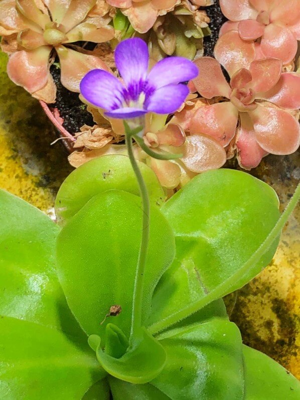 Pinguicula 'Tina', plante carnivore, plante d'intérieur, Paris 19e (75)