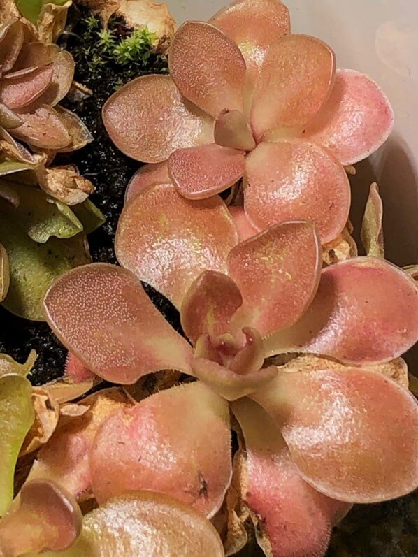 Lire la suite à propos de l’article La couleur incroyable du feuillage de Pinguicula ‘Weser’