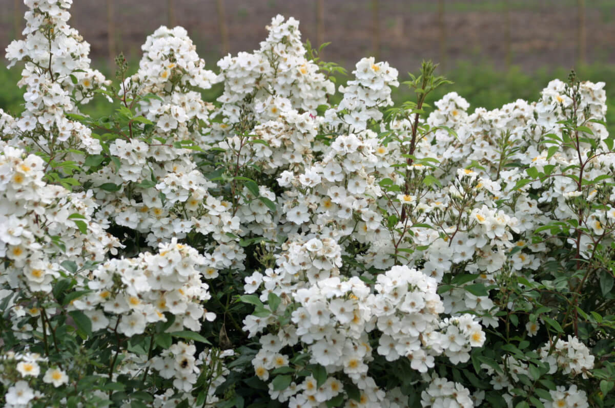 Rosier Rosanatura Alba, Verdia