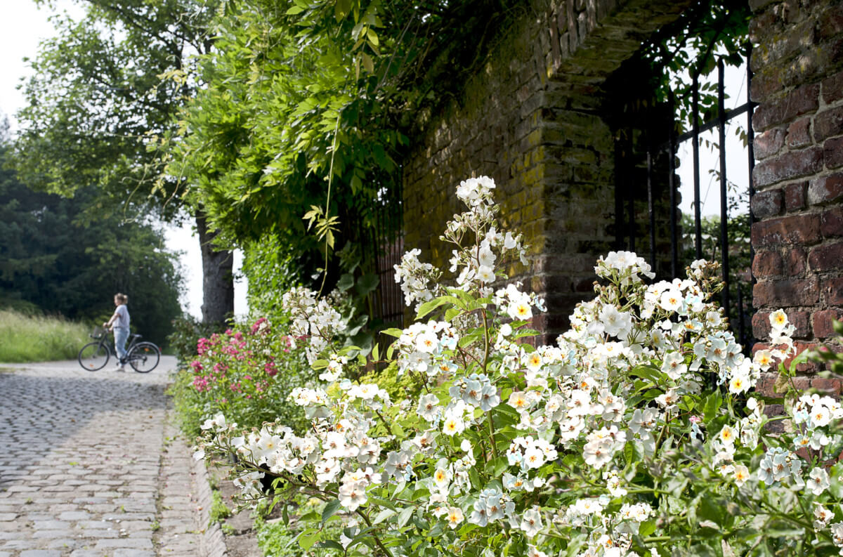 Rosier Rosanatura Alba, Verdia, photo Seb Jarry