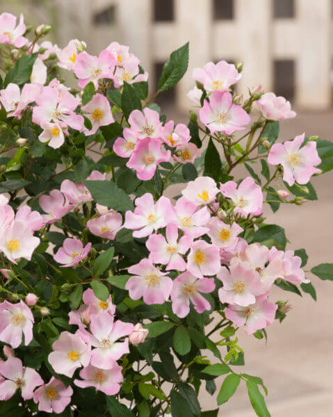 Rosier Rosanatura Rosea, Verdia