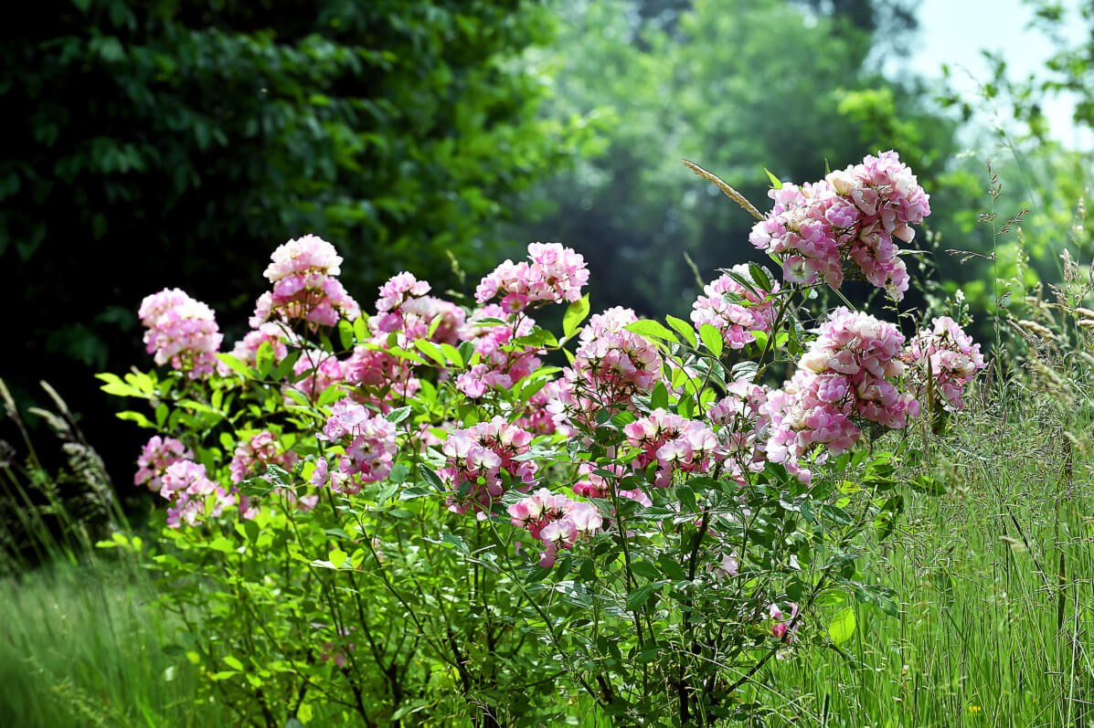 Rosier Rosanatura Rosea, Verdia, photo Seb Jarry