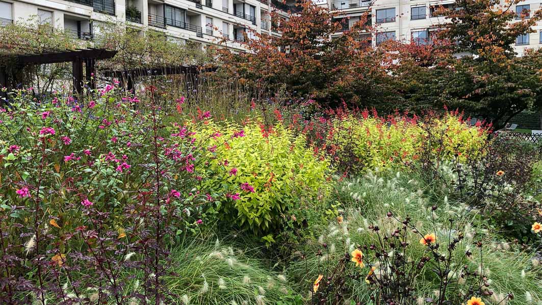 Salvia elegans 'Golden Delicious' en automne dans le parc de Passy, Paris 16e (75)