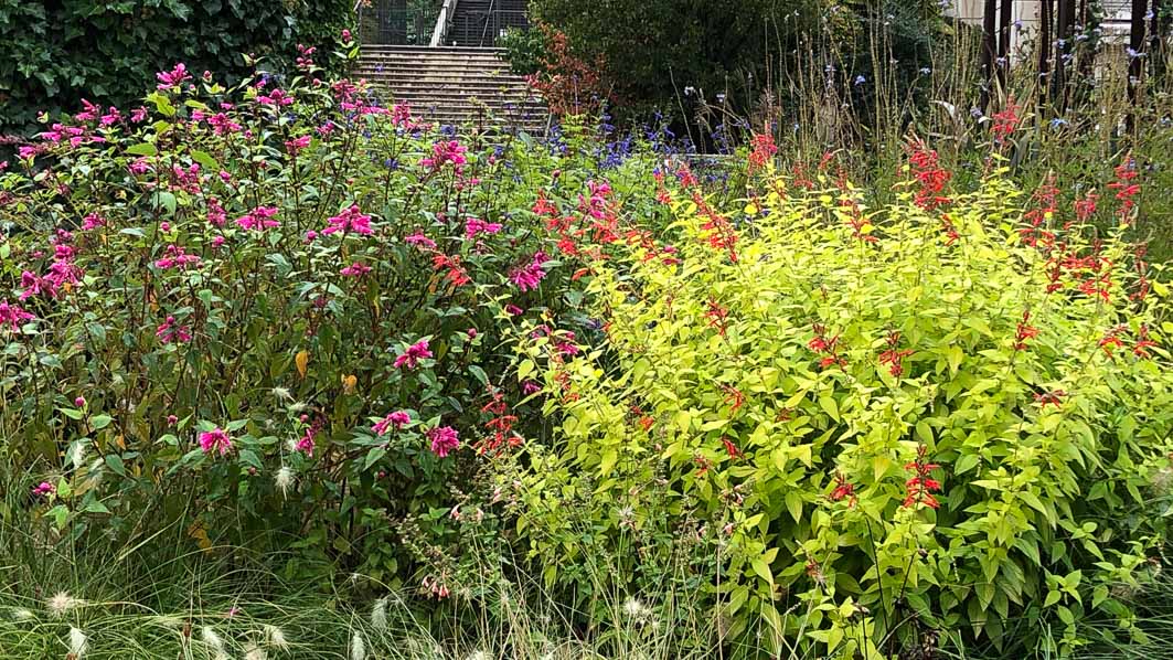 Salvia elegans 'Golden Delicious' en automne dans le parc de Passy, Paris 16e (75)